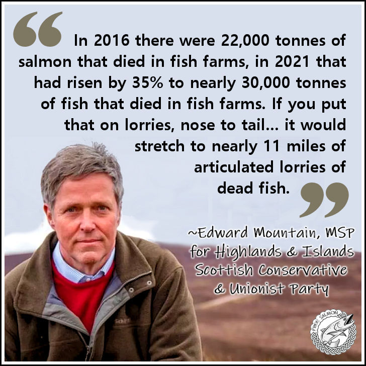 salmon_free's tweet photo. Very few Scottish politicians speak out against salmon farming. 
Why is that? https://t.co/CaiFR7Qts7