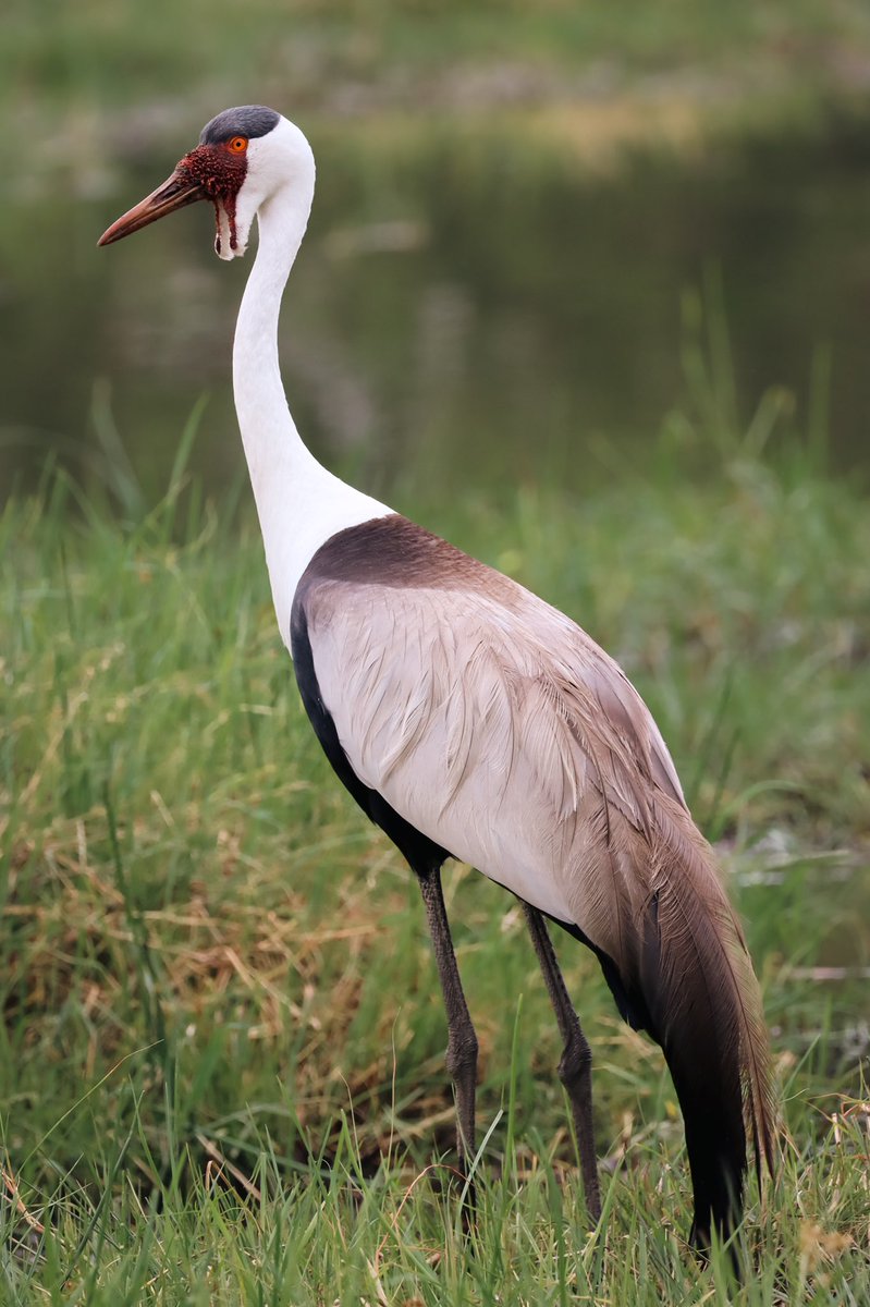 Birding_Doctor tweet picture