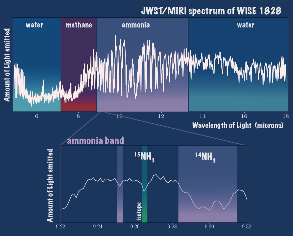 ULiegeRecherche's tweet photo. A team of scientists has successfully measured the isotopes of #ammonia in the atmosphere of #WISEJ1828. This study demonstrates that the isotopic abundance of ammonia can be used to study the formation of giant gas planets. @Nature 
https://t.co/FXSD2sbhC7 https://t.co/ecSBkn4pG4