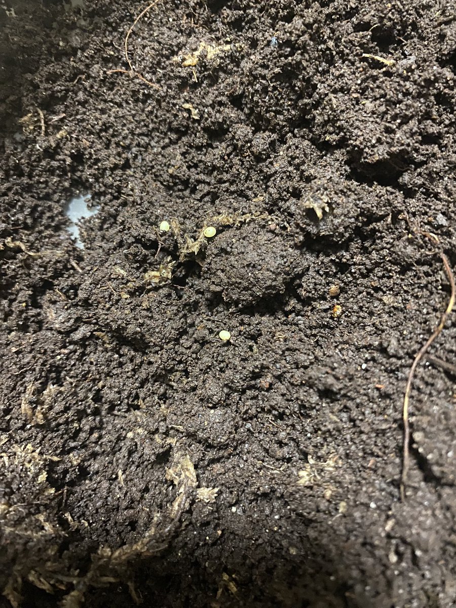 jaws_insect's tweet photo. フェイスタメル
セットの都合で早めの割り出し。4日間のセットで合計24個採れた！
メスも元気なので再セット。 https://t.co/kFKCX30sns