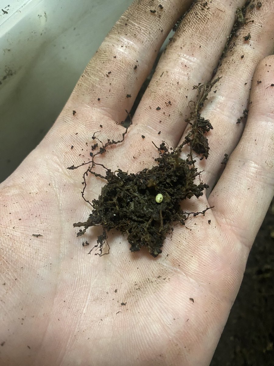 jaws_insect's tweet photo. フェイスタメル
セットの都合で早めの割り出し。4日間のセットで合計24個採れた！
メスも元気なので再セット。 https://t.co/kFKCX30sns