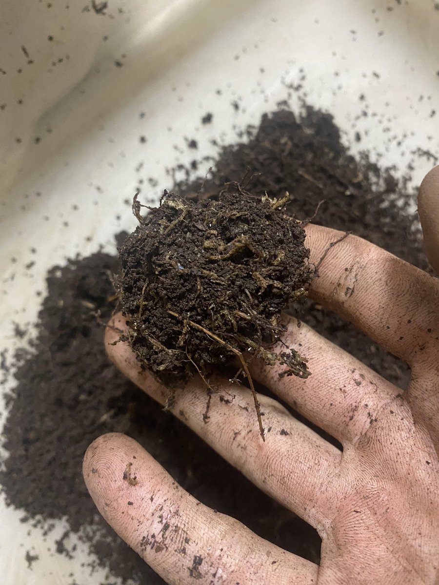 jaws_insect's tweet photo. フェイスタメル
セットの都合で早めの割り出し。4日間のセットで合計24個採れた！
メスも元気なので再セット。 https://t.co/kFKCX30sns