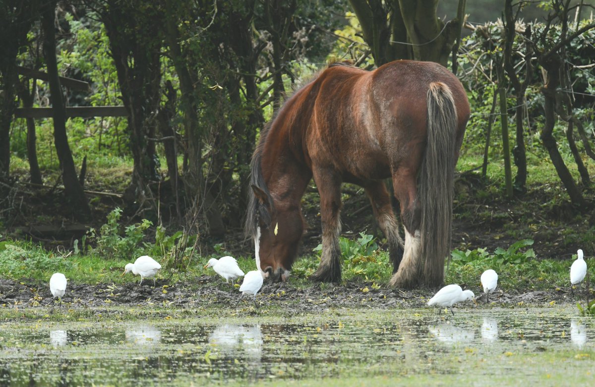 Seven of the eight Cattle Egrets still around the horse paddocks off Regatta Way near Holme Pierrepont this morning.