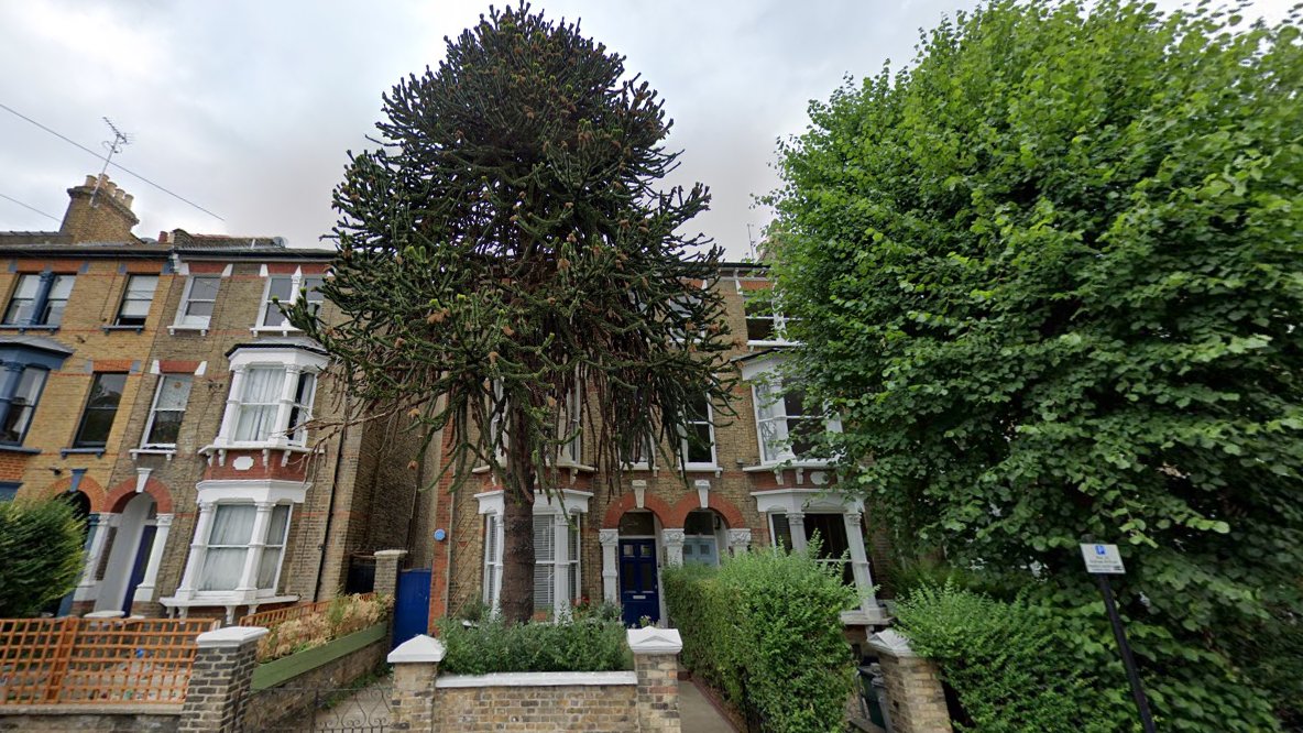 #London #Islington #monkeypuzzle tree at St George's Avenue Pic2022 The nearby monkey puzzle at Islington Junction Road at Wyndham Crescent at the old taxi office/ station was removed in 2021 - now with the angels #angelislington