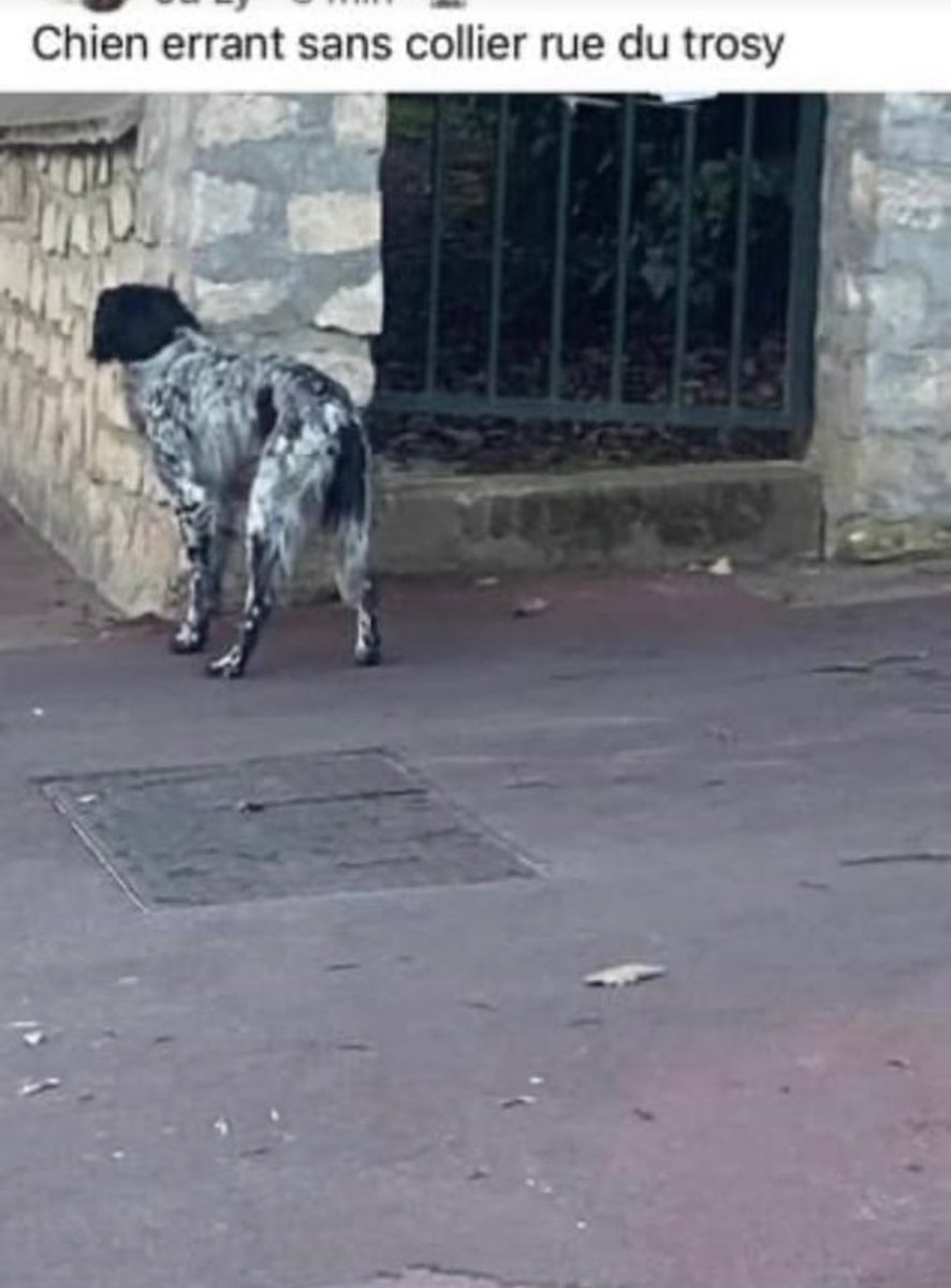 Chien perdu errant dans l’Ouest de Paris depuis hier, signalé à maintes reprises sur WhatsApp et sur @petalert_france sur FB @bab_asso @Brigade_BPA