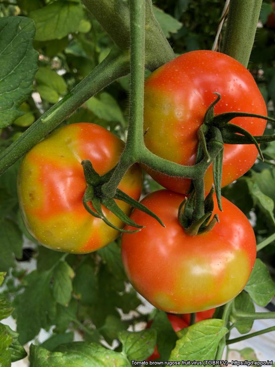 . <a href="/Anses_fr/">Anses</a> recently updated their recommendations to manage outbreaks of Tomato brown rugose fruit virus #ToBRFV
They reviewed current practices and scientific litterature on best methods to disinfect material and destoy infected plants
anses.fr/fr/system/file…
#planthealth