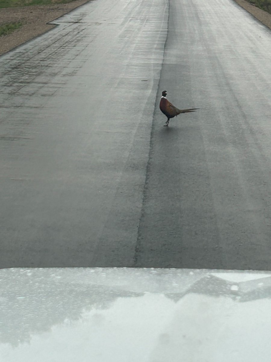 Why did the pheasant cross the road?

Wrong answers only...... 

#EO #EarthOptics #InTheField #AndInTheRoad