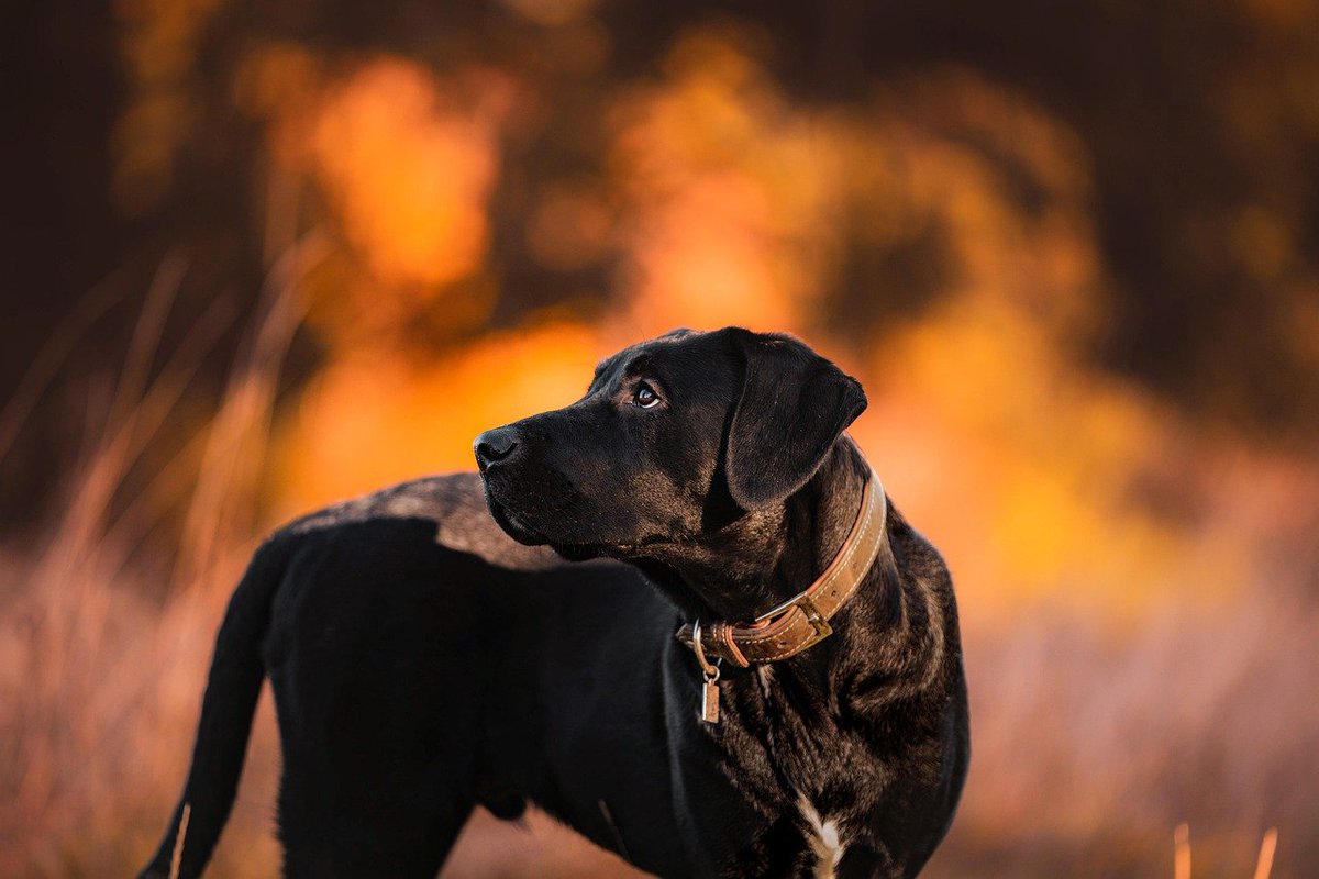 SustainablTails's tweet photo. Happy Tuesday friends and followers. Tuesday is our publish day. We are excited about this week's edition of Sustainable Tails! It is 100% FREE to subscribe😺🐶❤
https://t.co/DPkTXw5TCf https://t.co/JLYa0JENmw