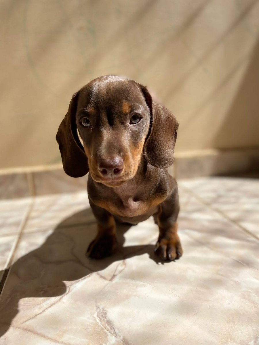 Simone47251773's tweet photo. Ontem..... Hoje
Já sou um jovem rapaz, um AUdolescente 
Um Salsicha rebelde.
@salsichinhas 
#dachshund 
@itimaliasof https://t.co/bllOgjO57T