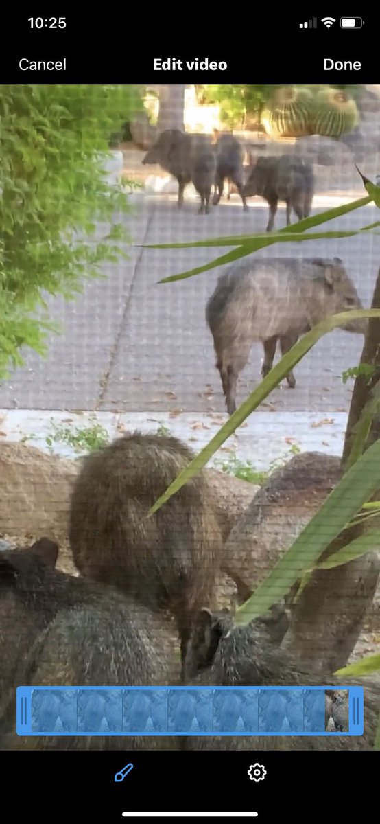 HuisJoyce's tweet photo. @DailyPicTheme2 We had a whole troupe of wild pigs that just #stumbled into our front yard one Sunday afternoon https://t.co/NvchryMQxH