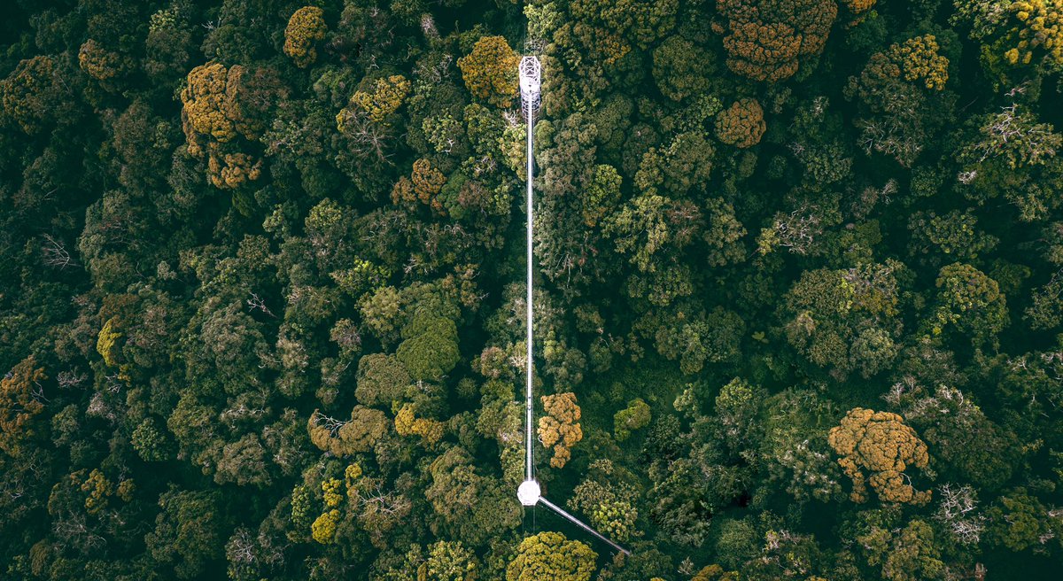 Experience the Canopy Walkway,
a 160m long and 70m high suspension bridge in Nyungwe, home to thirteen primate species!

#CanopyWalk #NyungweWildlife #Freewallpaper