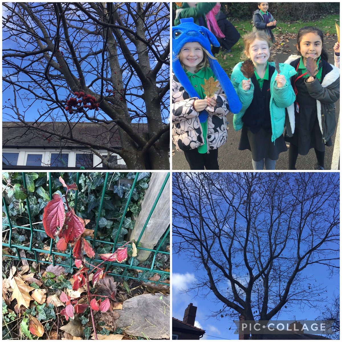 AGFS_Year1's tweet photo. In science today class 3 went on an Autumn walk around school. We gathered lots of autumn treasures and talked about seasonal changes. We learnt trees where leaves change colour and fall off are called deciduous trees. https://t.co/bD6T5UdDqM