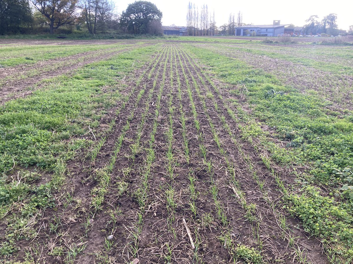 Edward Dickin (@naked_barley) on Twitter photo Strip cropping polyculture #intercropping <a href="/FreeHectare/">HandsFreeHectare & Farm</a> <a href="/HarperAdamsUni/">Harper Adams University</a> barley and wheat up (except drowned bits) and beans to go in once dry enough to travel. Strip cropping polyculture #intercropping <a href="/FreeHectare/">HandsFreeHectare & Farm</a> <a href="/HarperAdamsUni/">Harper Adams University</a> barley and wheat up (except drowned bits) and beans to go in once dry enough to travel.
