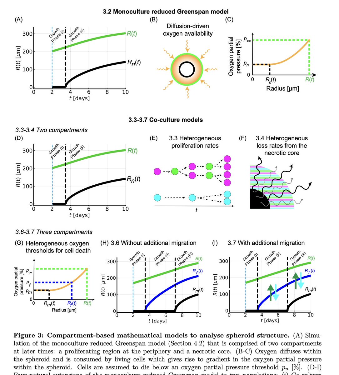 "Formation and growth of co-culture tumour spheroids: new compartment-based mathematical models and experiments"

biorxiv.org/content/10.110…