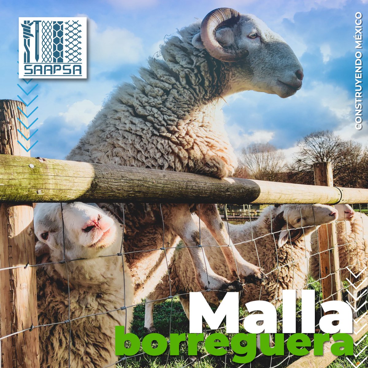SAAPSA2's tweet photo. ¿Cuidando a tus borreguitos? 🐑 ¡Nosotros también! Nuestra "Malla Borreguera" es la elección perfecta. 🌾
Mantén a tus borregos seguros y bien cuidados. Nuestra malla es resistente y confiable, ¡justo lo que necesitas en el campo!🐏🌟
#mallaborreguera #campo #saapsa https://t.co/Am0XcTkQ5R