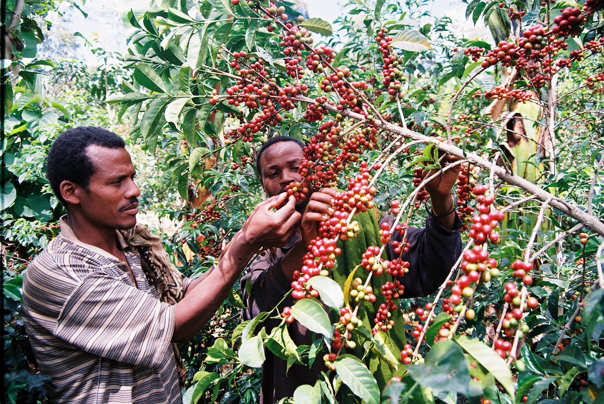 It's essential to have knowledge for #achievinggrowth and #increasing benefits. When coffee farms are well-cared for, they tend to yield more, which ultimately #benefits the producers. This is why training and education are so crucial in reducing poverty.