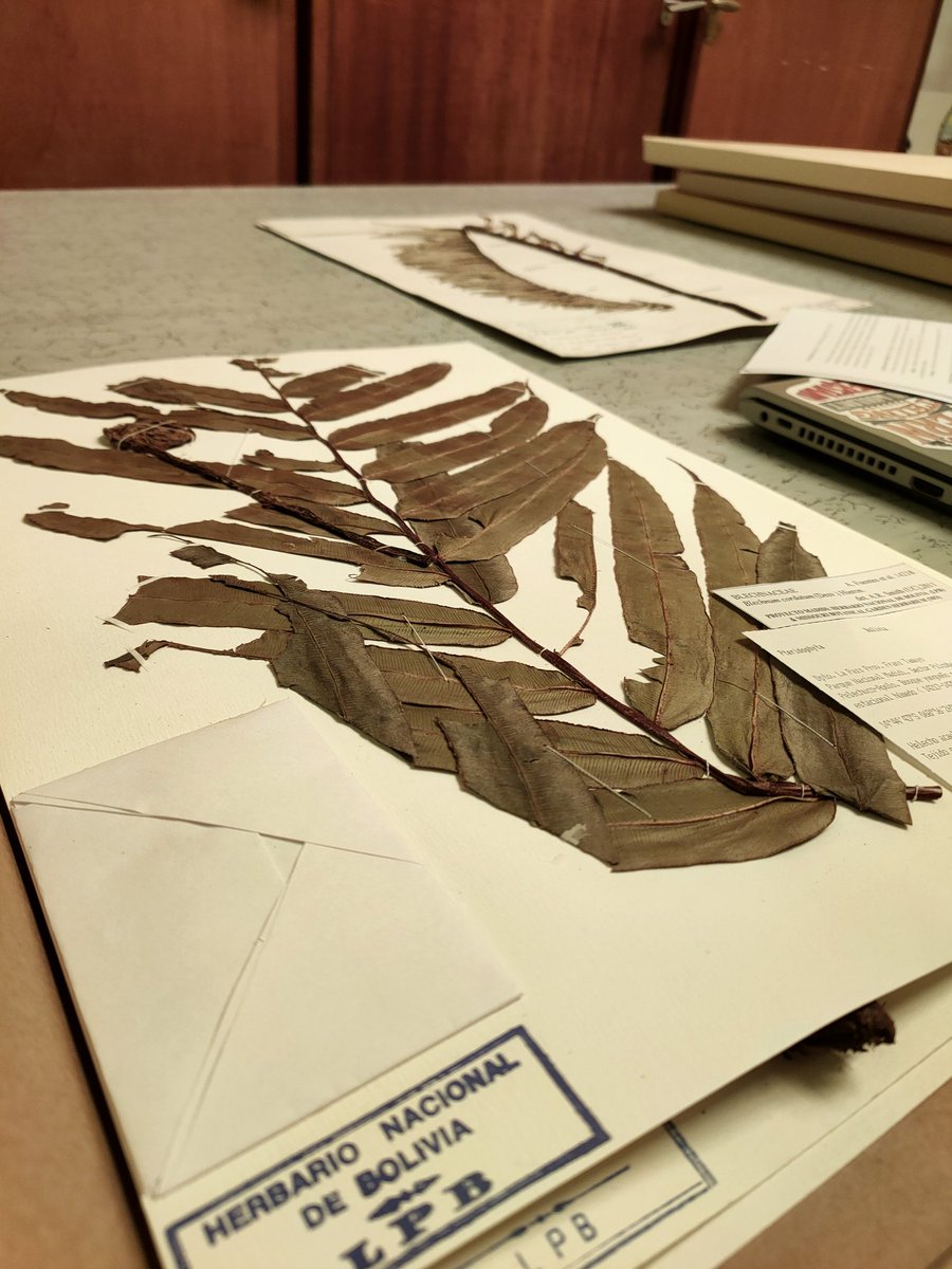 El herbario consta de dos edificios para albergar su extensa colección. Uno tiene helechos, briófitos, líquenes y monocotiledóneas, mientras que el otro está dedicado a las dicotiledóneas. ¡Este ha sido recientemente construido y creado específicamente para el herbario (ojala..)