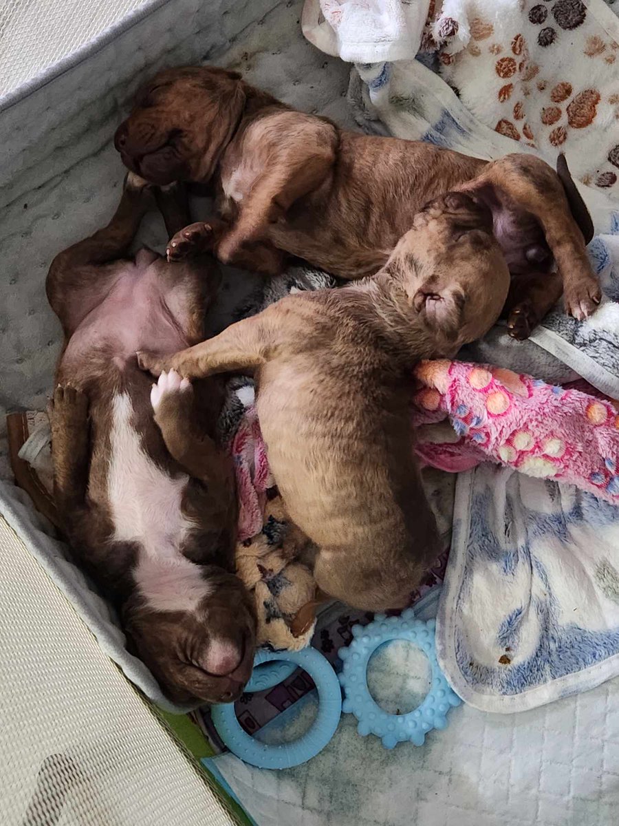 Pound Hounds ResQ tweet media