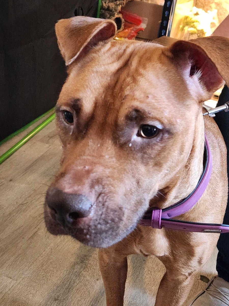 Pound Hounds ResQ tweet media