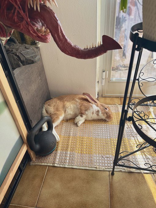 You have been bless by,  You have booped by,  2 sleepy bun buns https://t.co/zfK9FaZNa7
