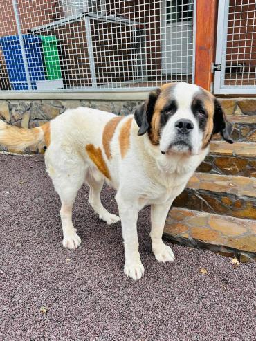 Big Mac (Hund) dlvr.it/SyW5YB