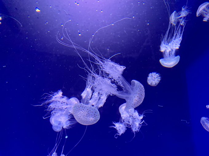 「jellyfish underwater」 illustration images(Latest)