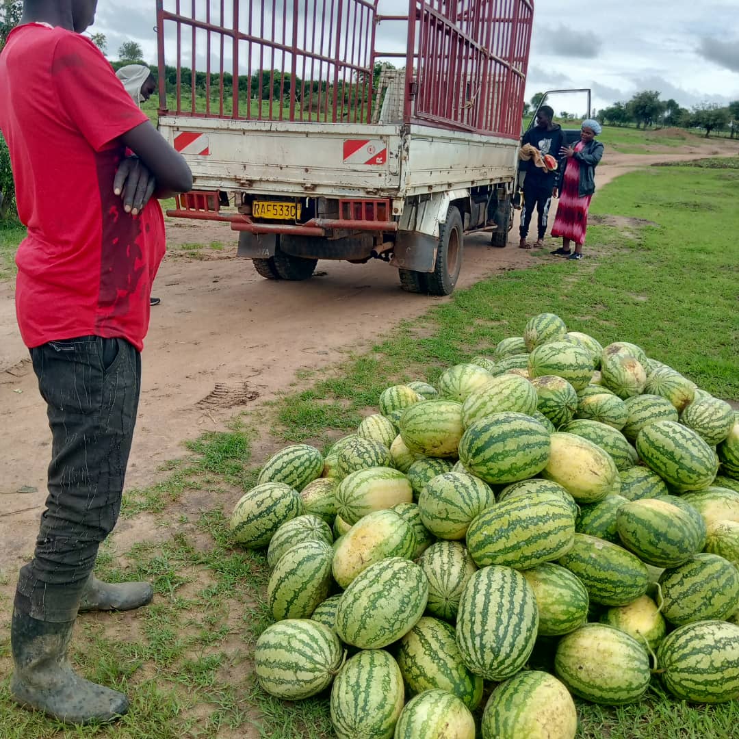 SACCA_Rwanda's tweet image. It is an amazing time for #Ndego farmers to be rewarded for their endeavors. Group #KNDG015 has harvested very good watermelons. Despite the earlier natural disaster of the hail storm on the crop during its young stage, the harvest is encouraging.
