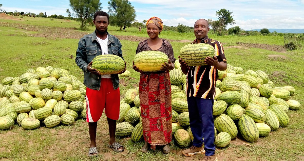 SACCA_Rwanda's tweet image. It is an amazing time for #Ndego farmers to be rewarded for their endeavors. Group #KNDG015 has harvested very good watermelons. Despite the earlier natural disaster of the hail storm on the crop during its young stage, the harvest is encouraging.