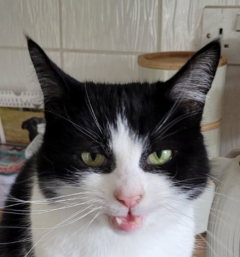 Mum was on a work video call. My  litter tray is under her desk, and I did a poo. Mum's meeting lasted 1 hour. 😹