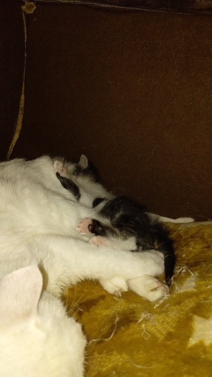 Fla_Fay's tweet image. 去年買ったこたつベッドにてんてんが入った！！
ということは…
てことで今夜は独りで金麦飲んで寝まーす😊
皆さんお疲れさまでした！
おやすみなさーいz
#猫のいる暮らし 
#こたつねこ 
#金麦