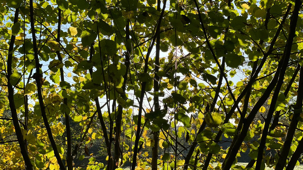 stadt_wuppertal's tweet image. Erstmalig lädt die Station Natur und Umwelt #Wuppertal am Samstag, #TagDesKlimas, zu einem #Barcamp ein.🌱 Nach verschiedenen Impuls-Vorträgen, u.a. durch @KlimaTal, gibt es unterschiedliche Gesprächsrunden zu verschiedenen Themen rund ums Klima. Infos:➡️ stnu.de/meldungen/bne-…