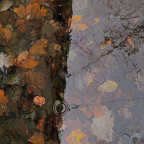 artindetails's tweet photo. autumn leaves https://t.co/TBzy5ZmyTZ