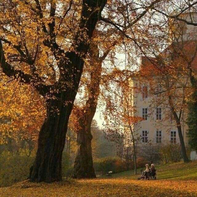artindetails's tweet photo. autumn leaves https://t.co/TBzy5ZmyTZ