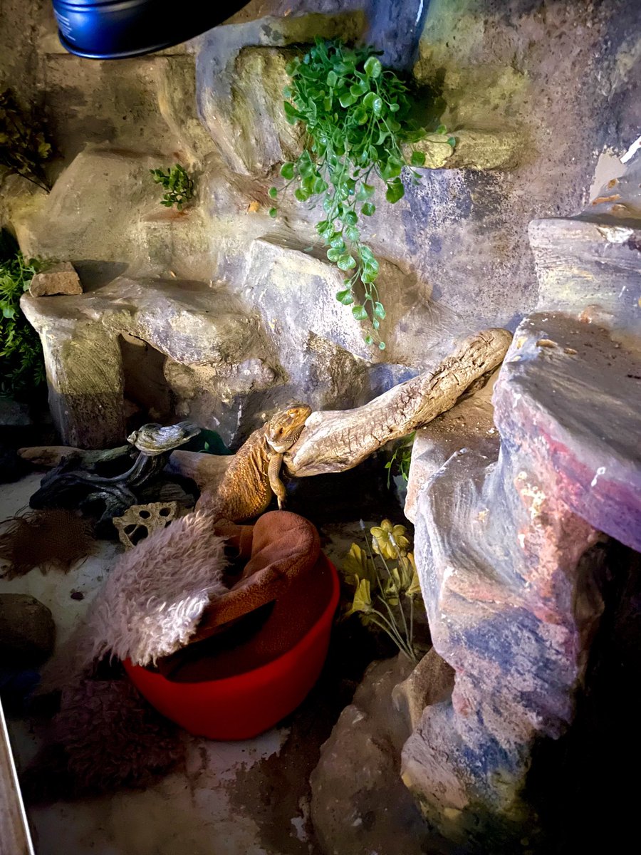 He woke up in the middle of the night and decided this was a better spot to sleep than his bed lol 😆🥰

#cutepets #pets #toocute #OMG #funny #toofunny #love #adorbs