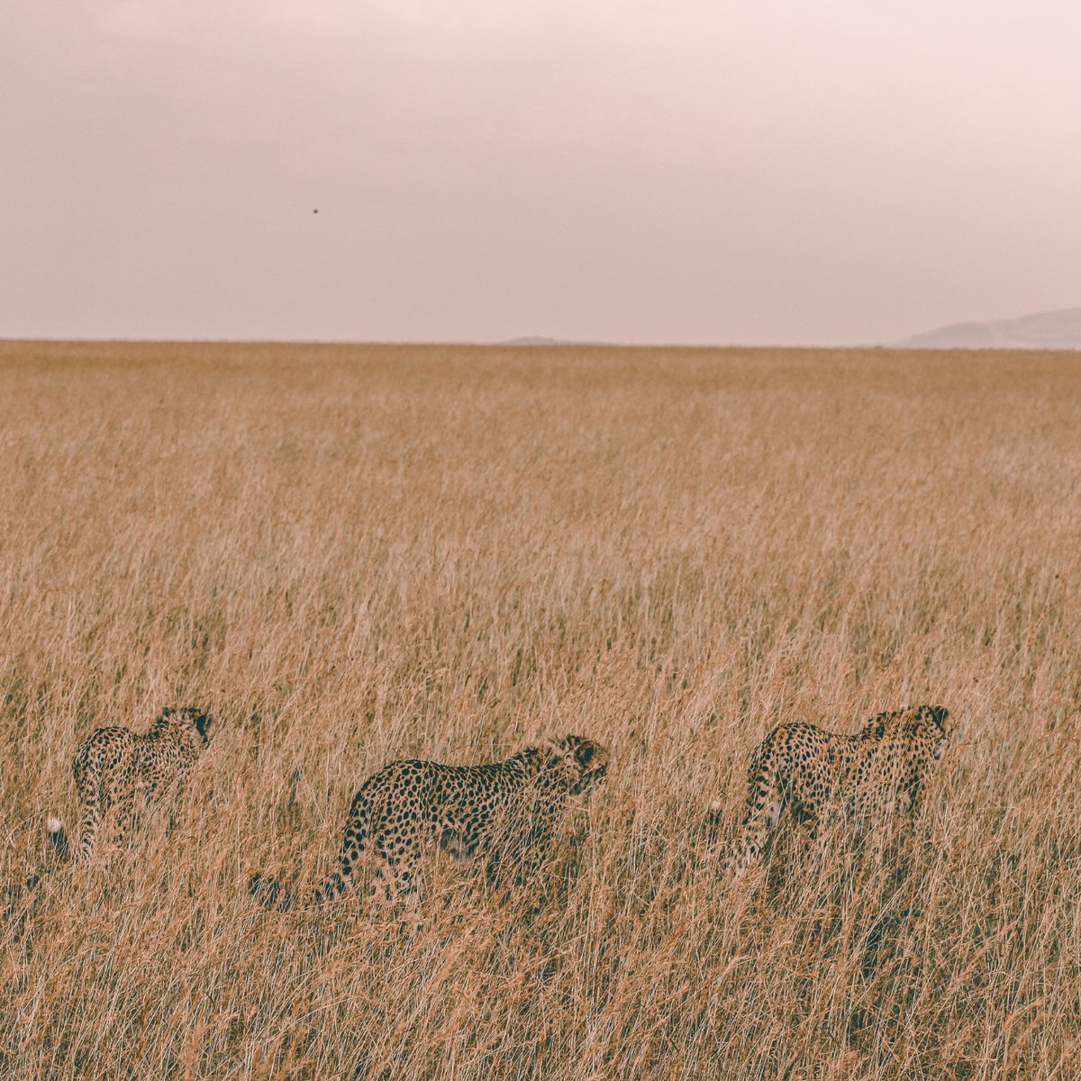 #Cheetah #brothers #hunting in #Savannah, Kenya
.
.
.
#MasaiMara
#CheetahBrothers
#KenyaWildlife
#KenyaCheetahs
#AfricanBigCat
#AfricanCheetah
#AfricanCarnivore
#KenyaCarnivore

#AfricanSafari
#Savannah
#Wildlife

#NatureHabitat #WildlifePhotography #AnimalThen #AnimalEnglish