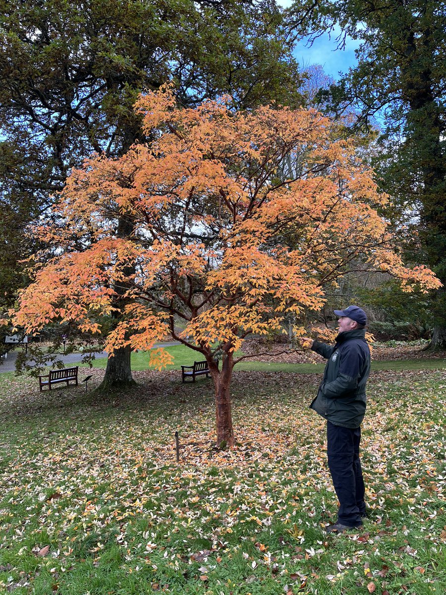 It is the Royal Botanic Garden Edinburgh Members Christmas Shopping Event here at Dawyck Botanic Garden this Thursday (9th Nov). Do not forget your membership card to claim 15% discount on all purchases. A great time to buy gifts for others and to treat yourself.