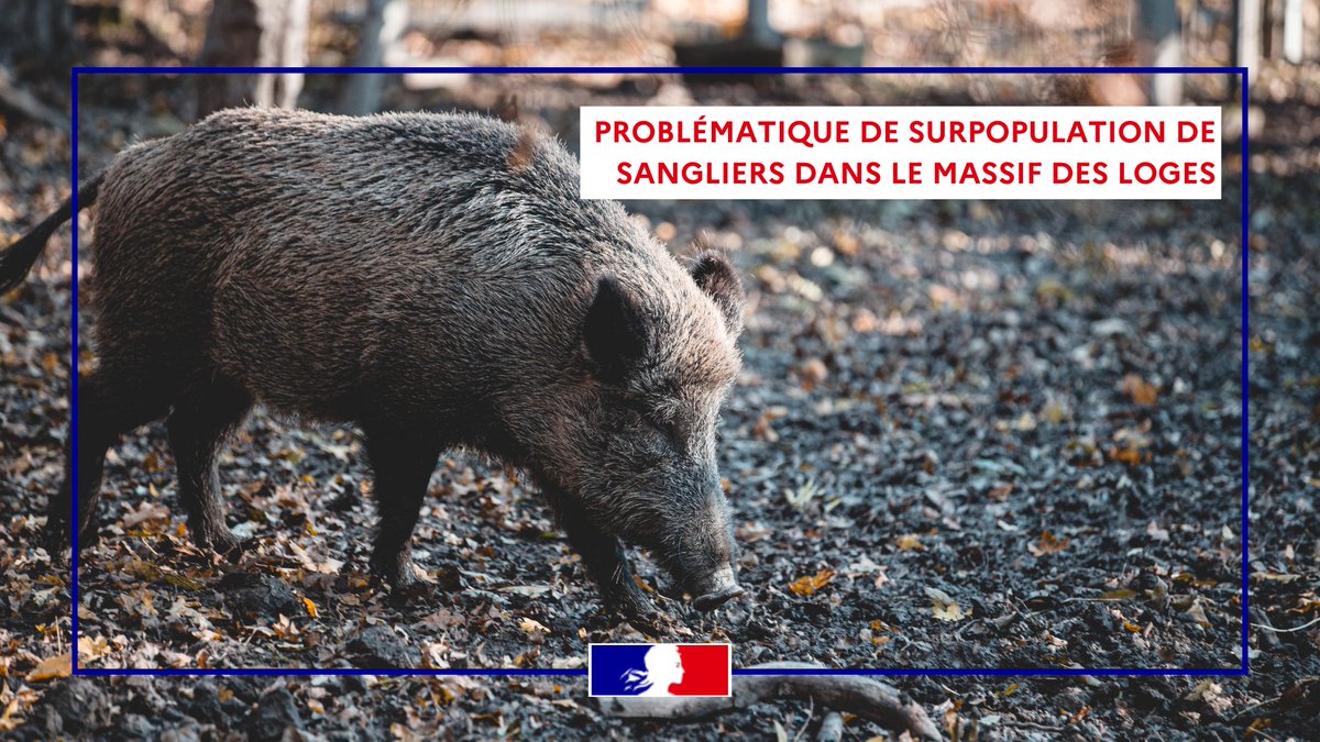 Face à la #surpopulation des #sangliers dans le massif des Loges, les actions⤵️
• Mise en réseau entre agriculteurs et chasseurs
• Mesures pour encourager le tir à l’affût
• Analyse du niveau des prélèvements réalisée à la fin du mois de novembre

👉: buff.ly/40oO9iZ