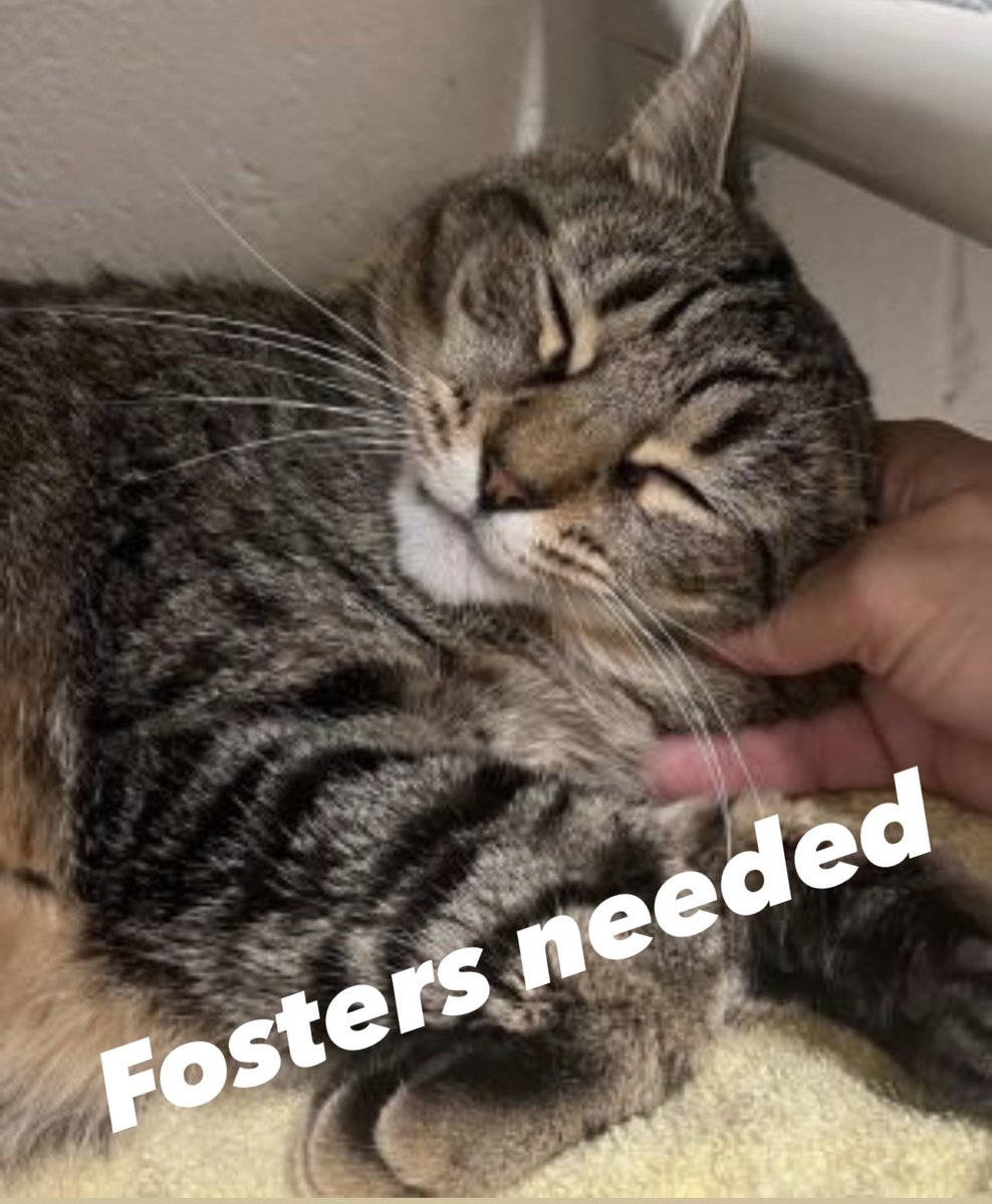 Cat foster desperately needed. We have so many good cats at our shelter who need to learn to build trust and love. If you were ever on the fence about fostering now is the time. Visit our website poshpetsrescueny.org to fill out an application.