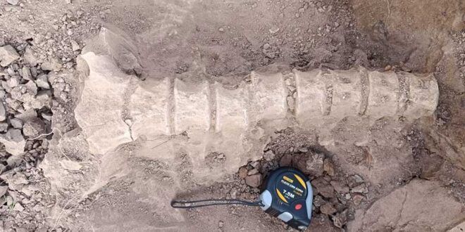 ElChacoInforma's tweet image. #Chuquisaca: #Hallan #columna #ósea de un #perezoso #gigante en Trigo Loma ➜buff.ly/3uah8L4