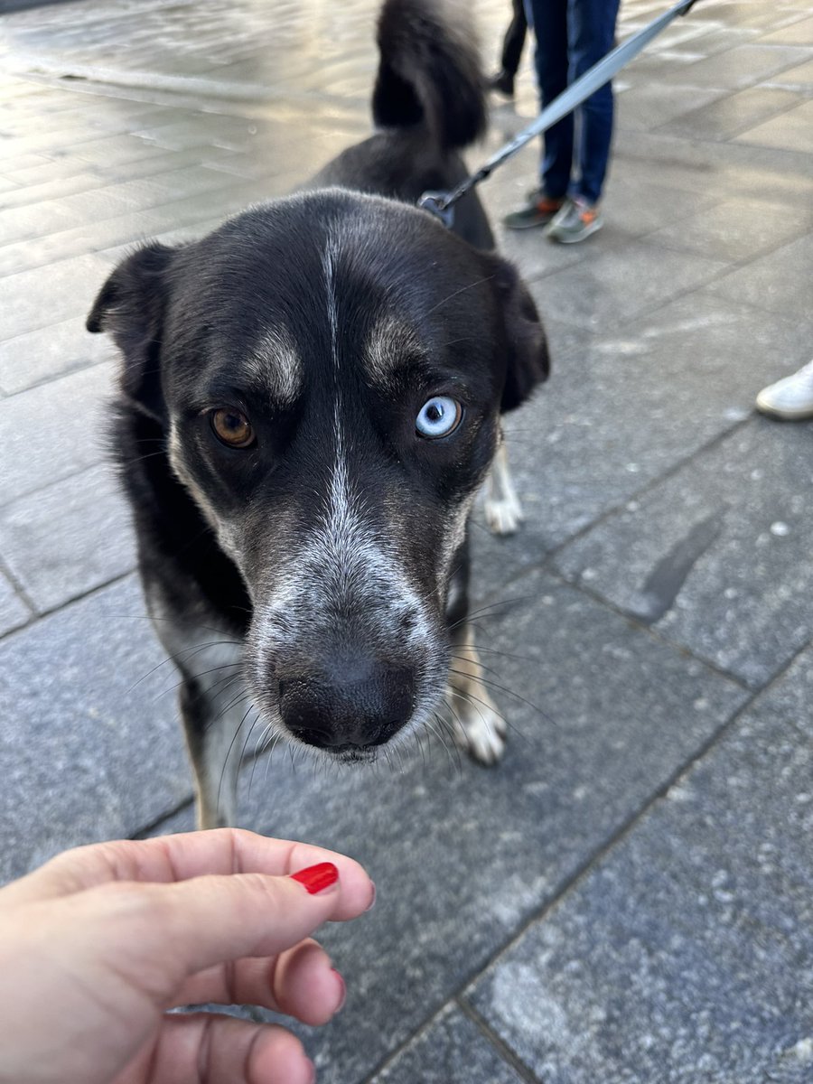 GemmaTognini's tweet photo. Achille is a two year old Husky crossed with a German Shepherd: he enjoyed being told he is a bravo ragazzo and hearing stories of another good boy with one blue eye. 
#CaneDiItalia #DogsofItaly https://t.co/nDaiRW2KoU