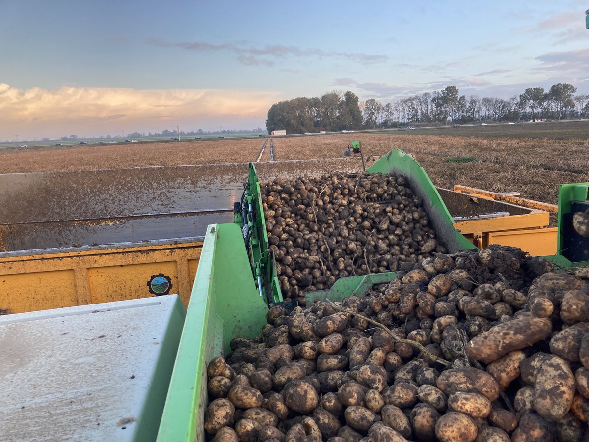 Iedere dag proberen we weer wat aardappelen uit de grond te peuteren 💪 #oogst2023 gaat niet vanzelf …..