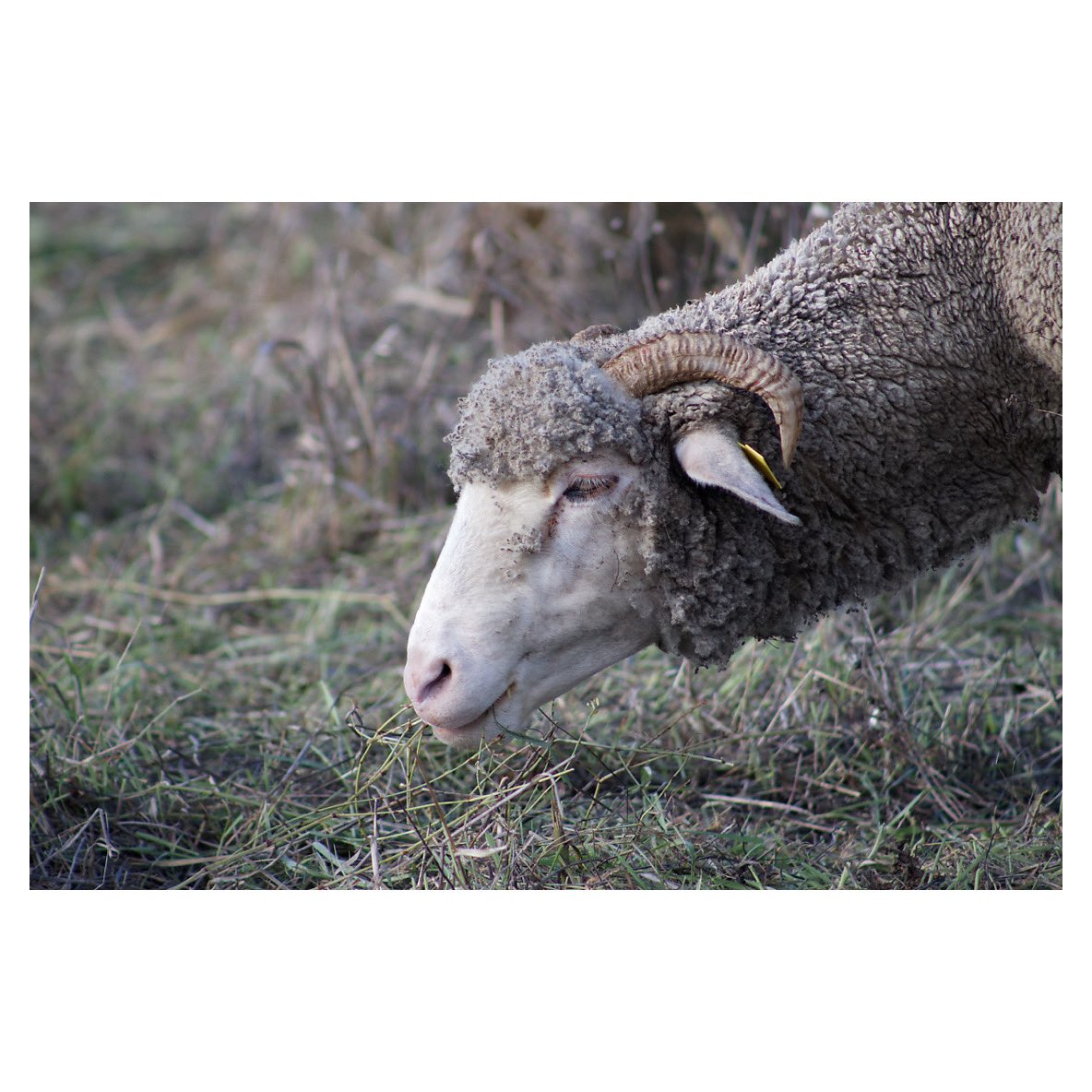 🐏🐏🐏

#naturephotography #naturelovers #puyricard #aixmaville #departement13 #igersfrance #igersaixenprovence #animalphotography #animalportrait #wipplay #grainedephotographe #woofermagazine #reponsesphoto #fisheyelemag #canonphotography #canonfrance #canonr10