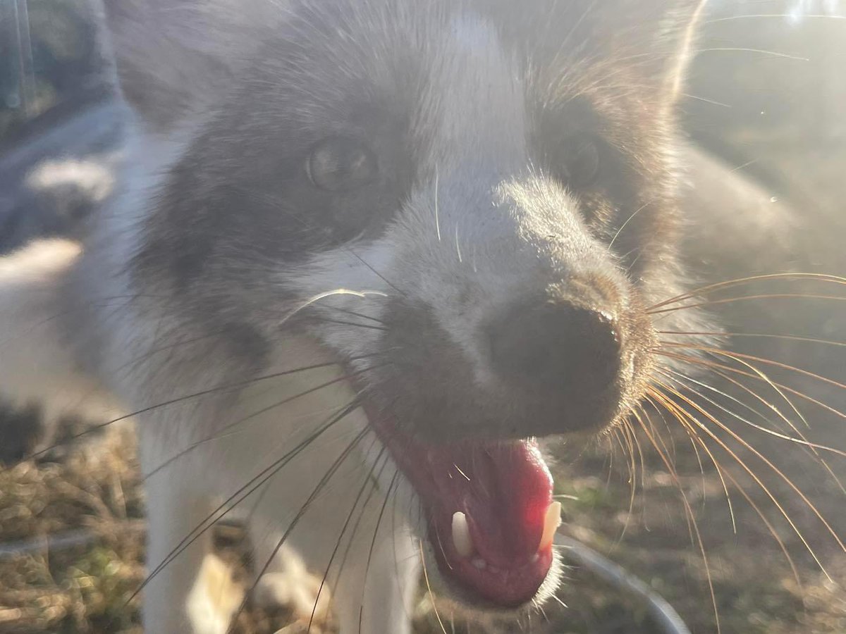 ClevyrCreatures's tweet photo. Tongue out Tuesday with Luca fox! 
Show us your pets best tongue out photos! 

#clevyrfoxes #redfox #foxesofinstagram #foxy #petfox #domesticated fox #foxlove #foxlife #clevyrfox #clevyrcreatures #happyfox #instafox #wildlife #foxlovers #redfoxes #foxesofig #foxes #foxsounds #vulpesvulpes #ilovefoxes #foxlover #fox #saveafox #vulpes #cutefox