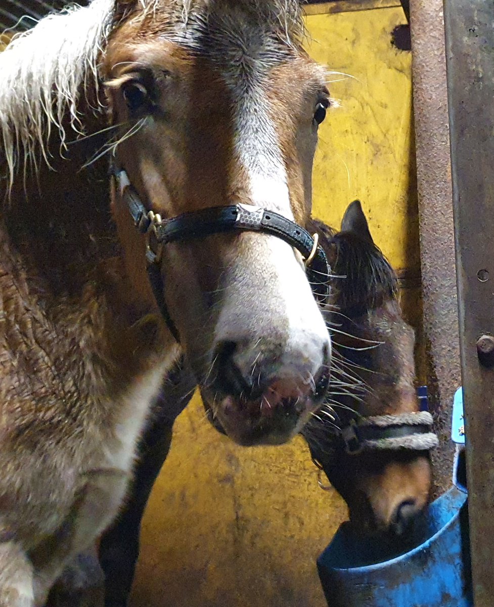 Ilmees kun kuulit että isoveli voitti Satakunta-ajon #ravit <a href="/teivoteivo/">Teivon Ravikeskus</a>