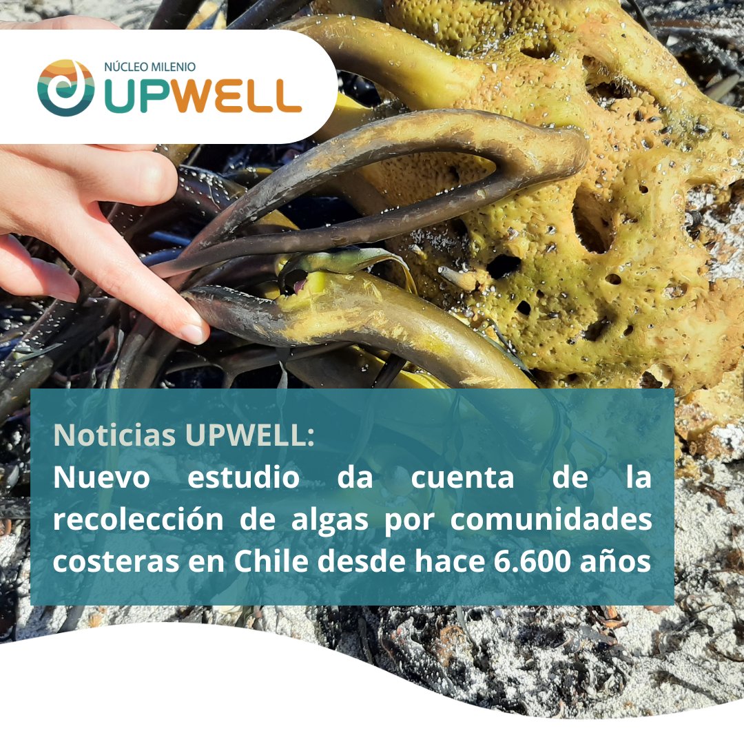 🌊 El conocimiento de la antigüedad de estas prácticas podría contribuir a la gestión moderna de recursos marinos, promoviendo la conservación y explotación responsable de las algas.

👉Revisa la nota completa aquí: bit.ly/3SrNzPv