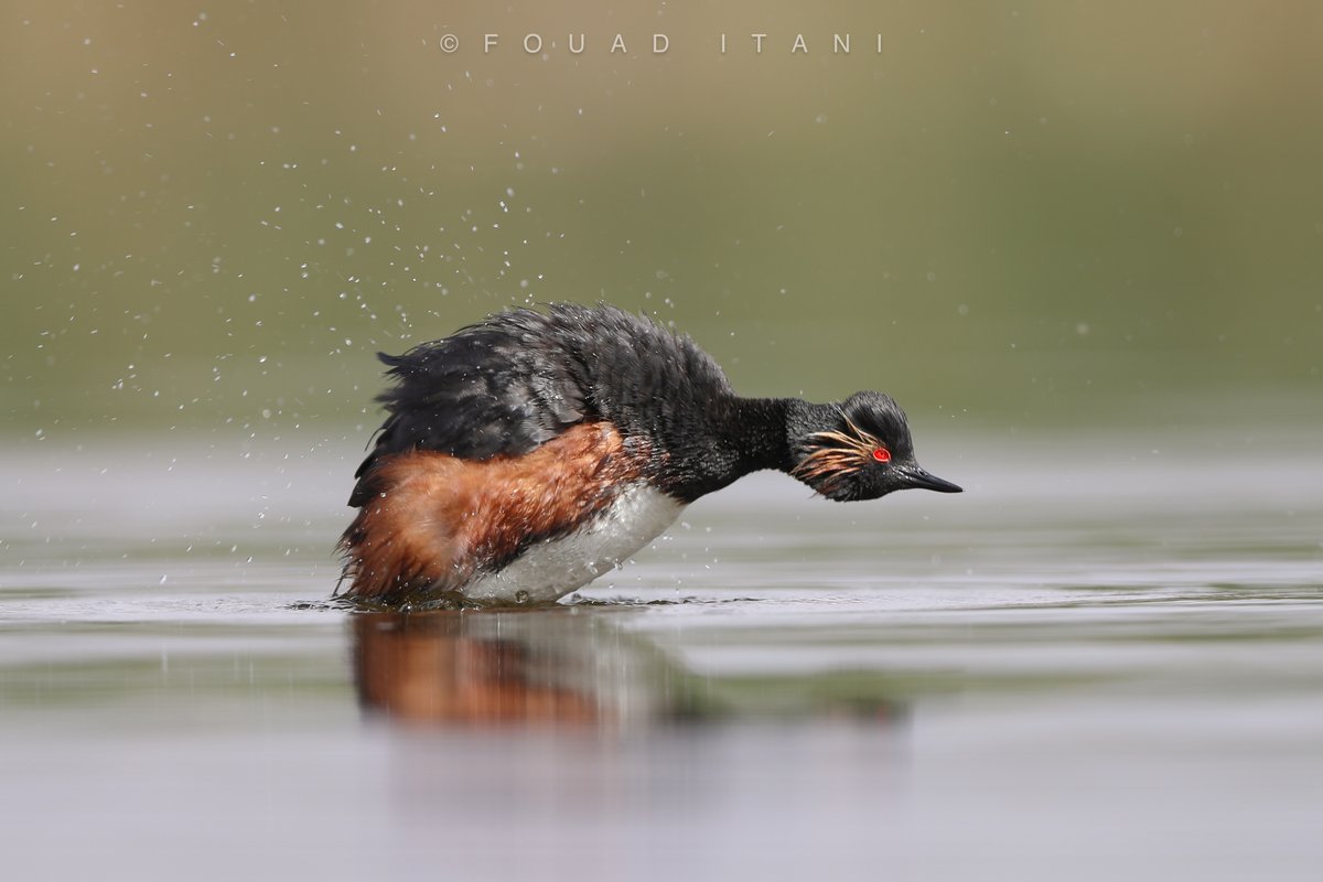 BirdsLebanon's tweet photo. The Black-necked Grebe is an uncommon passage migrant and winter visitor to inland waters in Lebanon.

#birdwatching #birdsconservation #swarovski #birdsofinstagram #birdlife #natureconservation https://t.co/anqYlvyXNr