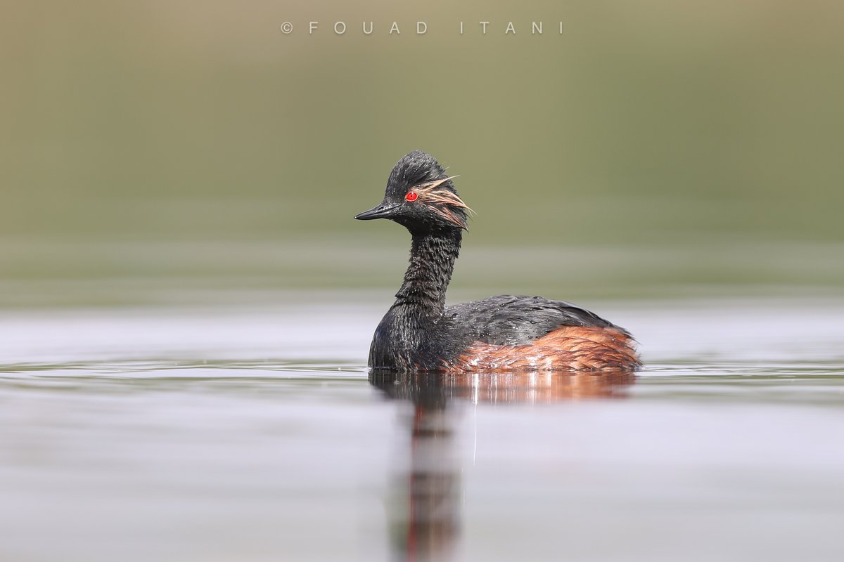BirdsLebanon's tweet photo. The Black-necked Grebe is an uncommon passage migrant and winter visitor to inland waters in Lebanon.

#birdwatching #birdsconservation #swarovski #birdsofinstagram #birdlife #natureconservation https://t.co/anqYlvyXNr