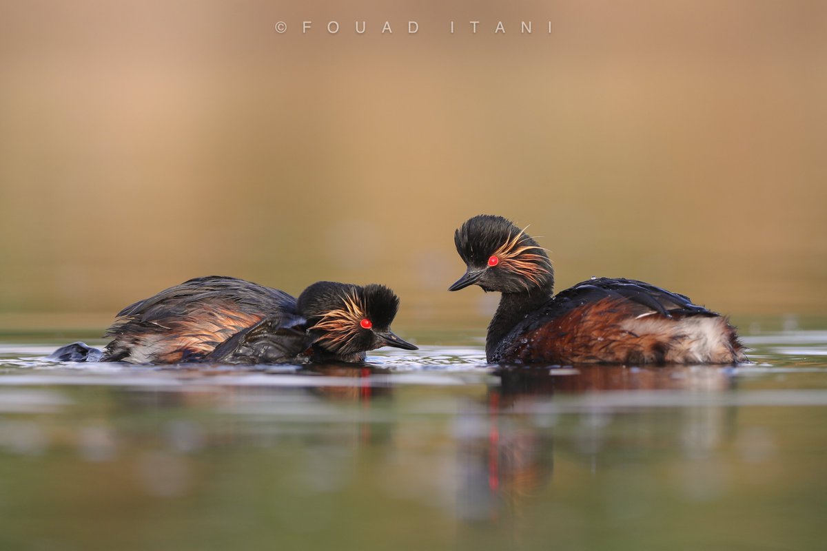 BirdLebanese's tweet photo. غطّاس أسود الرقبة مهاجر ومشتٍ غير شائع للمياه الداخلية في لبنان.

#birds #NaturePhotography #natureconservation #Swarovski #birdwatching https://t.co/NhQ8zNjpeu