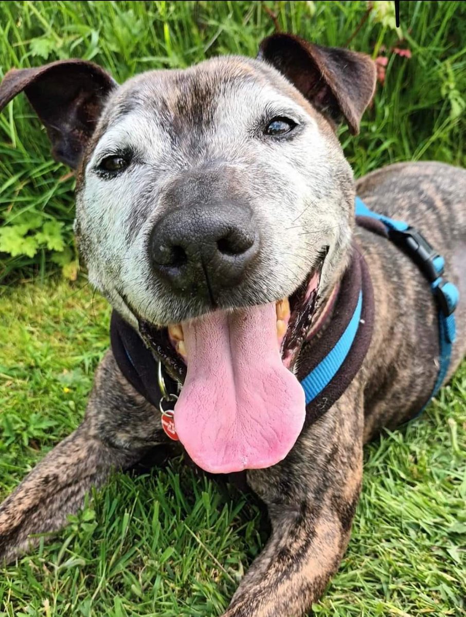 #rehomehour beeyootiful brindle boy on the lookout for a fabulous forever home plz RT #Albert #TeamZay @SeniorStaffy