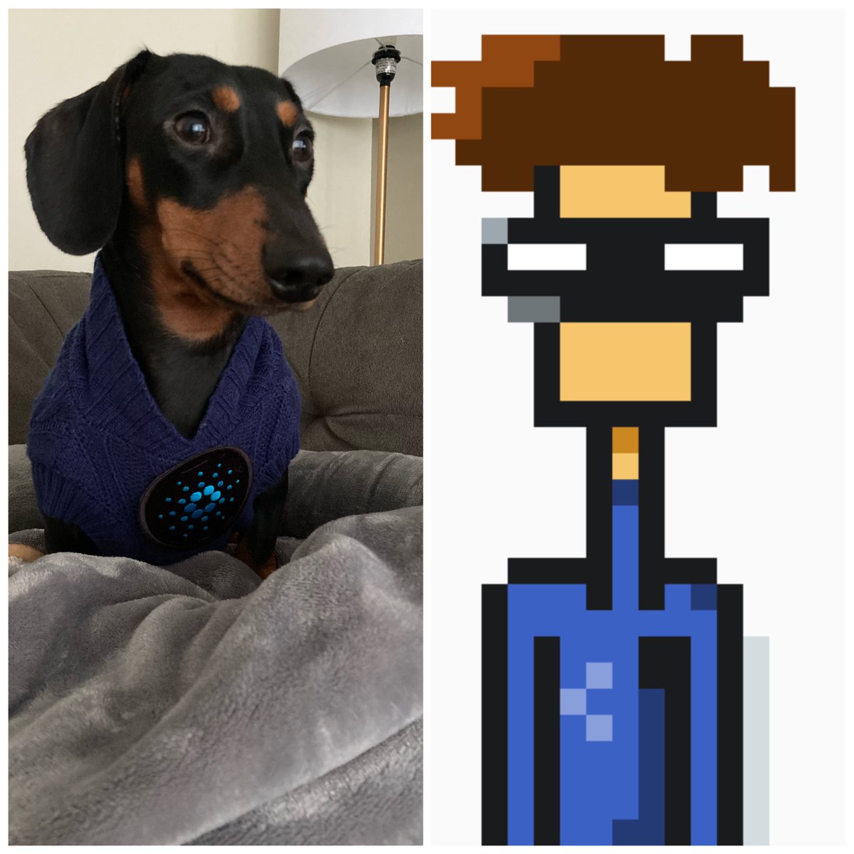 Creggsbenedict1's tweet image. My boy be reppin #bluecardanoshirt one of my favourite @CardanoBits traits
#cbitarmy #cardano #cbits #dachsund #doggo